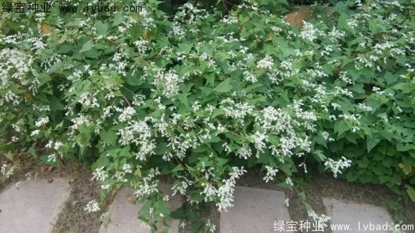 <a href='http://www.wuzhouwash.com/yaocaizhongzi/2337.html' target='_blank'>苦蕎麥種子</a>