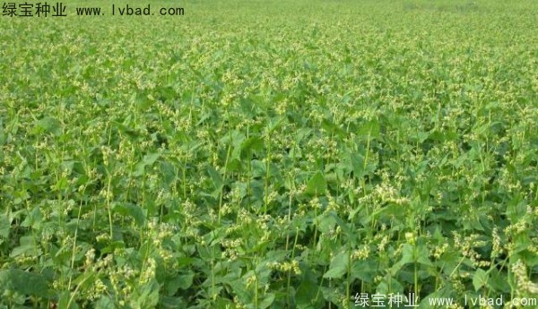 苦<a href='http://www.wuzhouwash.com/yaocaizhongzi/2311.html' target='_blank'>蕎麥種子</a>