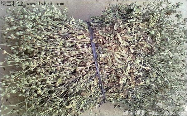 <a href='http://www.wuzhouwash.com/yaocaizhongzi/2338.html' target='_blank'>白花蛇草種子</a>