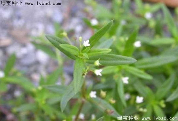 白花蛇草<a href='http://www.wuzhouwash.com/' target='_blank'>種子</a>