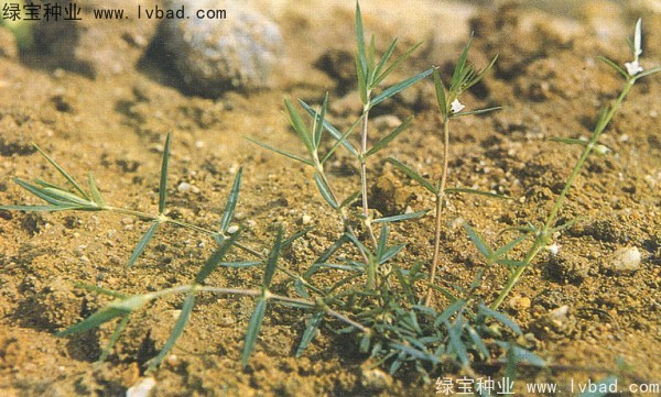白花蛇草<a href='http://www.wuzhouwash.com/' target='_blank'>種子</a>