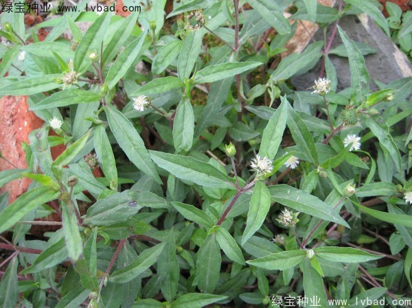 <a href='http://www.wuzhouwash.com/yaocaizhongzi/2338.html' target='_blank'>白花蛇草種子</a>