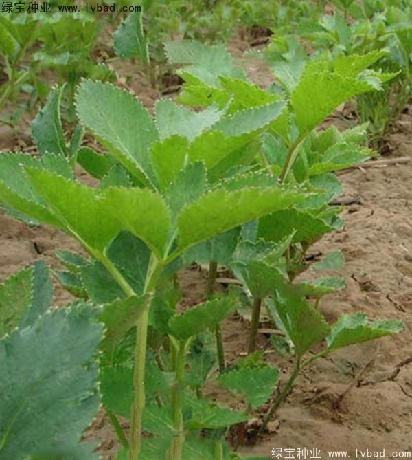 <a href='http://www.wuzhouwash.com/yaocaizhongzi/2339.html' target='_blank'>白芷種子</a>