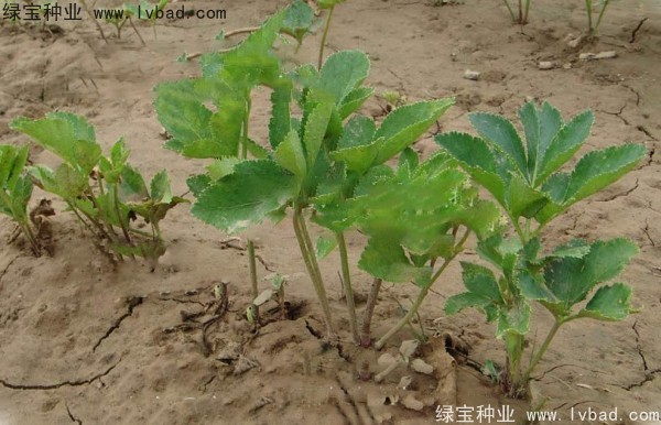 <a href='http://www.wuzhouwash.com/yaocaizhongzi/2339.html' target='_blank'>白芷種子</a>