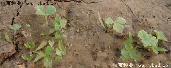 白芷<a href='http://www.wuzhouwash.com/' target='_blank'>種子</a>