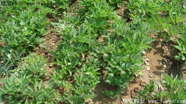 <a href='http://www.wuzhouwash.com/yaocaizhongzi/2339.html' target='_blank'>白芷種子</a>
