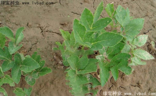 <a href='http://www.wuzhouwash.com/yaocaizhongzi/2339.html' target='_blank'>白芷</a><a href='http://www.wuzhouwash.com/' target='_blank'>種子</a>