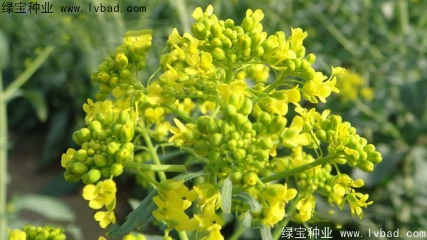 <a href='http://www.wuzhouwash.com/yaocaizhongzi/2340.html' target='_blank'>板藍(lán)根種子</a>