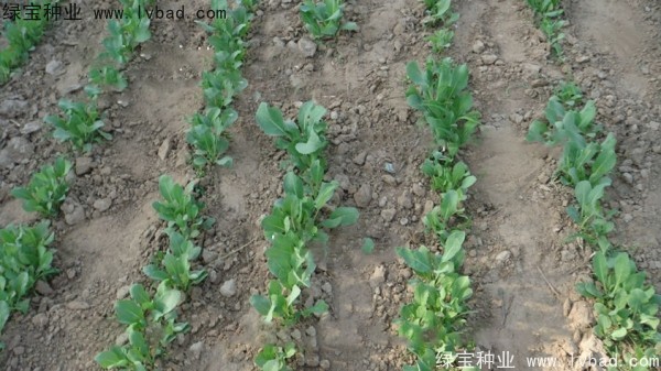 <a href='http://www.wuzhouwash.com/yaocaizhongzi/2340.html' target='_blank'>板藍(lán)根種子</a>