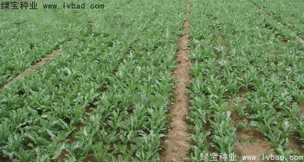 板藍(lán)根<a href='http://www.wuzhouwash.com/' target='_blank'>種子</a>