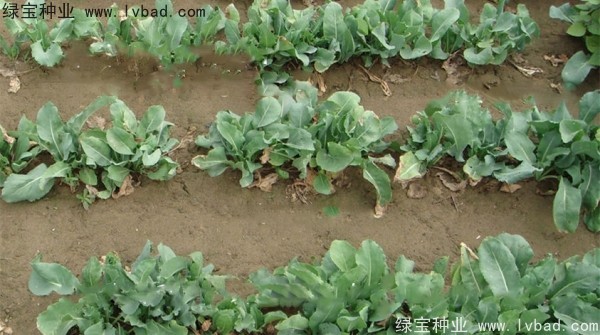 板藍(lán)根<a href='http://www.wuzhouwash.com/' target='_blank'>種子</a>
