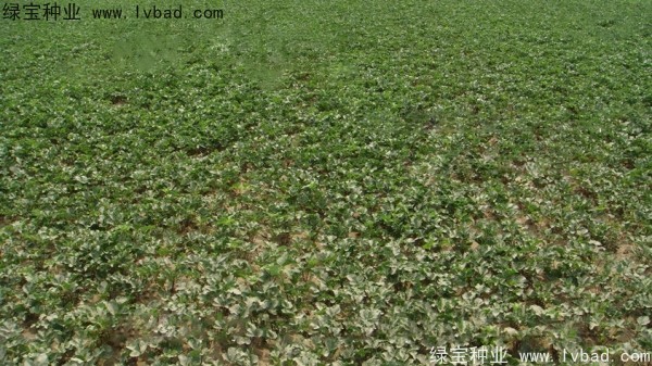 <a href='http://www.wuzhouwash.com/yaocaizhongzi/2342.html' target='_blank'>北沙參種子</a>