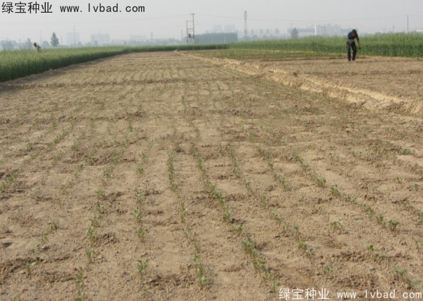 <a href='http://www.wuzhouwash.com/yaocaizhongzi/2342.html' target='_blank'>北沙參</a><a href='http://www.wuzhouwash.com/' target='_blank'>種子</a>
