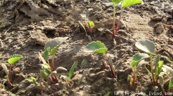 <a href='http://www.wuzhouwash.com/yaocaizhongzi/2342.html' target='_blank'>北沙參種子</a>