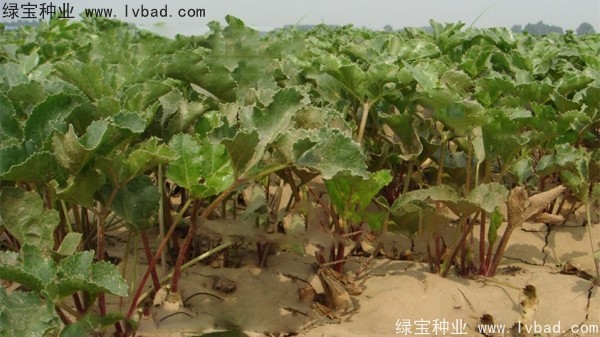 北沙參<a href='http://www.wuzhouwash.com/' target='_blank'>種子</a>