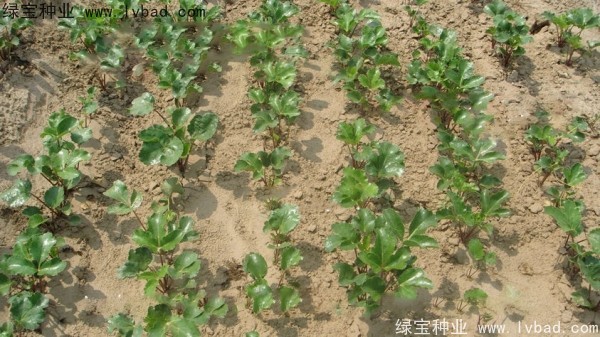 <a href='http://www.wuzhouwash.com/yaocaizhongzi/2342.html' target='_blank'>北沙參種子</a>