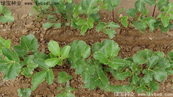 北沙參<a href='http://www.wuzhouwash.com/' target='_blank'>種子</a>
