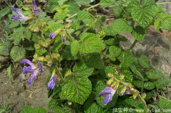 丹參<a href='http://www.wuzhouwash.com/' target='_blank'>種子</a>