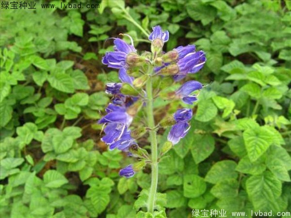 <a href='http://www.wuzhouwash.com/yaocaizhongzi/2345.html' target='_blank'>丹參種子</a>