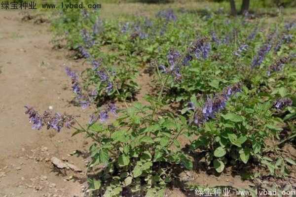 <a href='http://www.wuzhouwash.com/yaocaizhongzi/2345.html' target='_blank'>丹參種子</a>