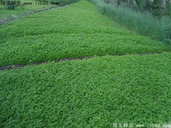 <a href='http://www.wuzhouwash.com/yaocaizhongzi/2346.html' target='_blank'>當(dāng)歸種子</a>
