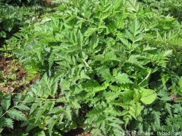 當(dāng)歸<a href='http://www.wuzhouwash.com/' target='_blank'>種子</a>