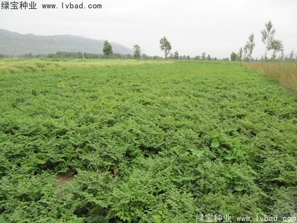 當(dāng)歸<a href='http://www.wuzhouwash.com/' target='_blank'>種子</a>