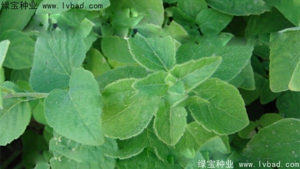 <a href='http://www.wuzhouwash.com/yaocaizhongzi/2347.html' target='_blank'>黨參種子</a>