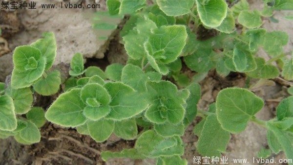<a href='http://www.wuzhouwash.com/yaocaizhongzi/2347.html' target='_blank'>黨參種子</a>