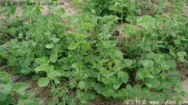 <a href='http://www.wuzhouwash.com/yaocaizhongzi/2347.html' target='_blank'>黨參種子</a>