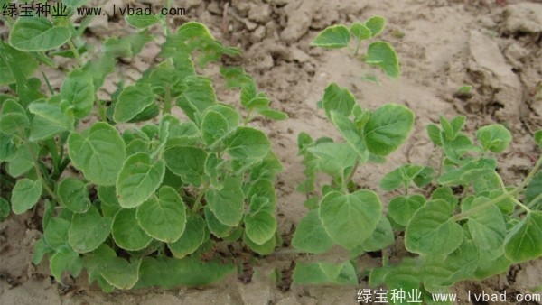 黨參<a href='http://www.wuzhouwash.com/' target='_blank'>種子</a>