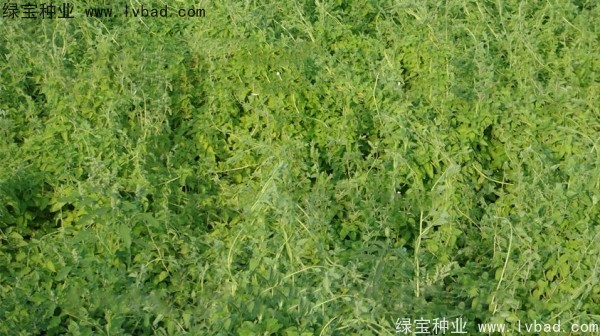 黨參<a href='http://www.wuzhouwash.com/' target='_blank'>種子</a>