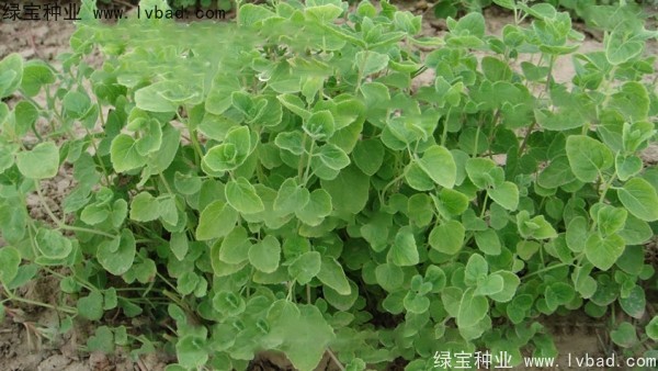 黨參種子