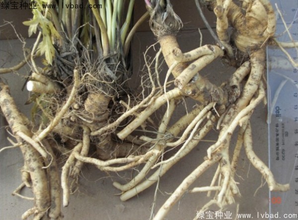 <a href='http://www.wuzhouwash.com/yaocaizhongzi/2349.html' target='_blank'>防風種子</a>