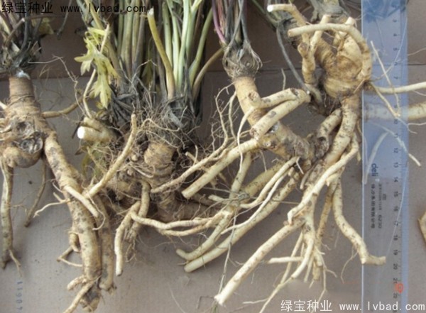 <a href='http://www.wuzhouwash.com/yaocaizhongzi/2349.html' target='_blank'>防風種子</a>