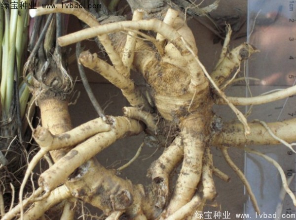 防風<a href='http://www.wuzhouwash.com/' target='_blank'>種子</a>