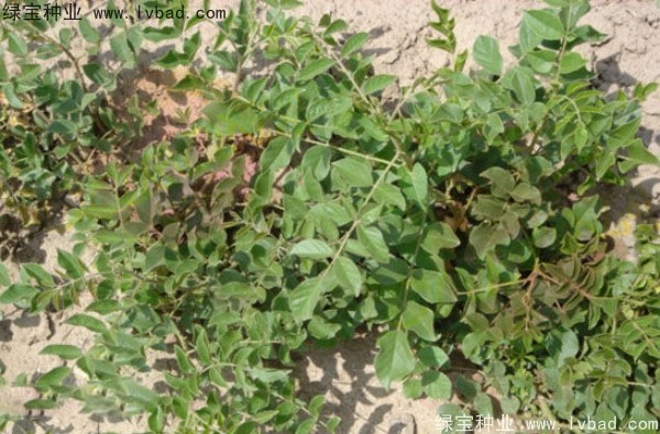 甘草<a href='http://www.wuzhouwash.com/' target='_blank'>種子</a>
