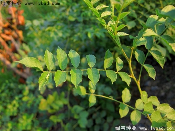 甘草<a href='http://www.wuzhouwash.com/' target='_blank'>種子</a>