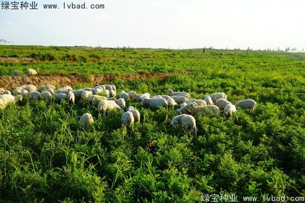 <a href='http://www.wuzhouwash.com/yaocaizhongzi/2350.html' target='_blank'>甘草種子</a>