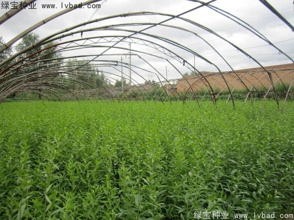<a href='http://www.wuzhouwash.com/yaocaizhongzi/2351.html' target='_blank'>枸杞種子</a>