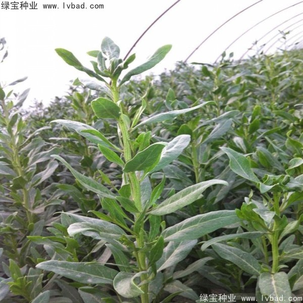 枸杞<a href='http://www.wuzhouwash.com/' target='_blank'>種子</a>