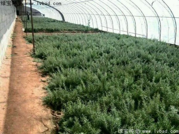 <a href='http://www.wuzhouwash.com/yaocaizhongzi/2351.html' target='_blank'>枸杞種子</a>