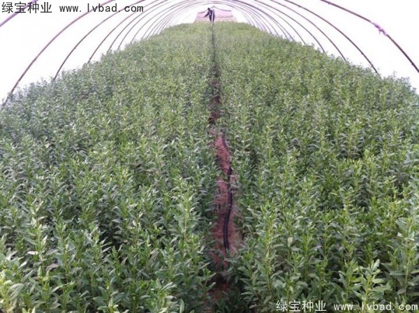 <a href='http://www.wuzhouwash.com/yaocaizhongzi/2351.html' target='_blank'>枸杞</a><a href='http://www.wuzhouwash.com/' target='_blank'>種子</a>