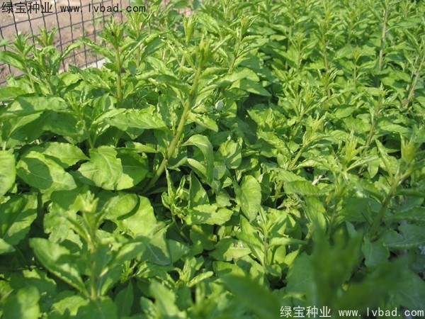 枸杞<a href='http://www.wuzhouwash.com/' target='_blank'>種子</a>
