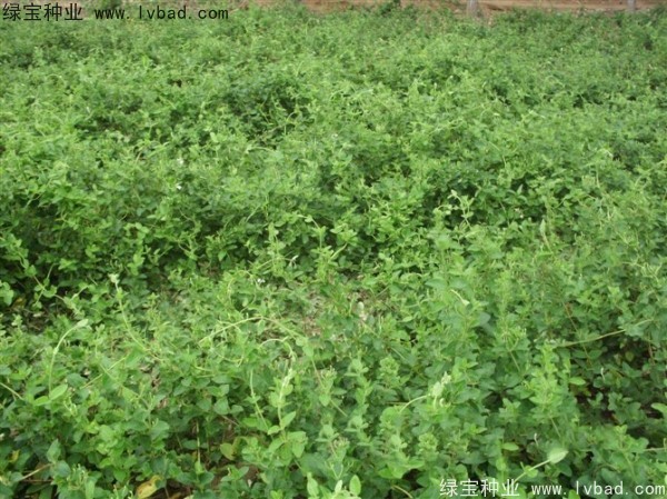 <a href='http://www.wuzhouwash.com/yaocaizhongzi/2351.html' target='_blank'>枸杞種子</a>