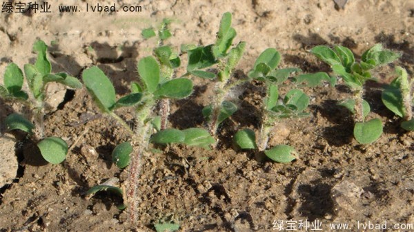 <a href='http://www.wuzhouwash.com/yaocaizhongzi/2353.html' target='_blank'>黃芪種子</a>
