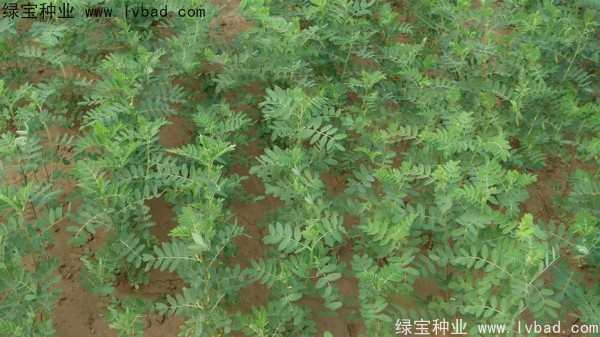 <a href='http://www.wuzhouwash.com/yaocaizhongzi/2353.html' target='_blank'>黃芪種子</a>