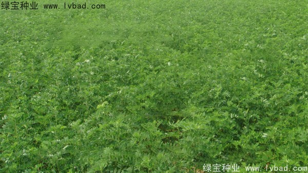 <a href='http://www.wuzhouwash.com/yaocaizhongzi/2353.html' target='_blank'>黃芪種子</a>