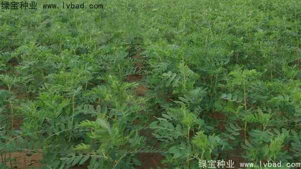 <a href='http://www.wuzhouwash.com/yaocaizhongzi/2353.html' target='_blank'>黃芪</a><a href='http://www.wuzhouwash.com/' target='_blank'>種子</a>