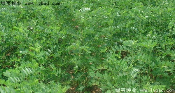 黃芪<a href='http://www.wuzhouwash.com/' target='_blank'>種子</a>